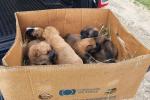 <em>Hír szerkesztése</em> Kiskutyákat mentett meg az állatrendőrség