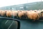 <em>Hír szerkesztése</em> Autópályahídon terelte nyáját egy konstancai pásztor [VIDEO]