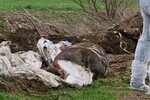 Egy tucat állattetemet találtak | A környezetvédelmi felügyelőség felvétele