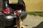 <em>Hír szerkesztése</em> Autóba zárt kutyát mentettek ki a rendőrök