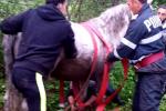 <em>Hír szerkesztése</em> Kútba esett lovat mentettek ki a tűzoltók