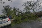 <em>Hír szerkesztése</em> Fákat csavart ki a vihar Arad megyében