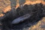<em>Hír szerkesztése</em> Világháborús lövedékeket találtak Szentpálon és Ópáloson