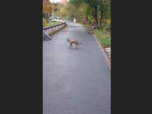 Nem árt az elővigyázatosság | Képernyőmentés Facebook-videóról