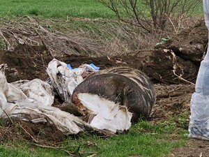 Egy tucat állattetemet találtak | A környezetvédelmi felügyelőség felvétele
