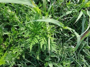 Burjánzó parlagfű | A helyi rendőrség által közreadott fotó