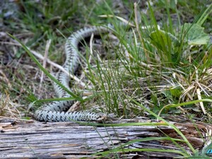 Vipera