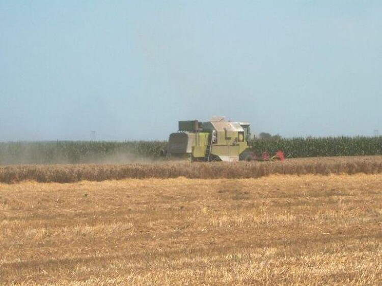 <em>Hír szerkesztése</em> A sertéspestis miatt nehéz a kukorica értékesítése [AUDIÓ]