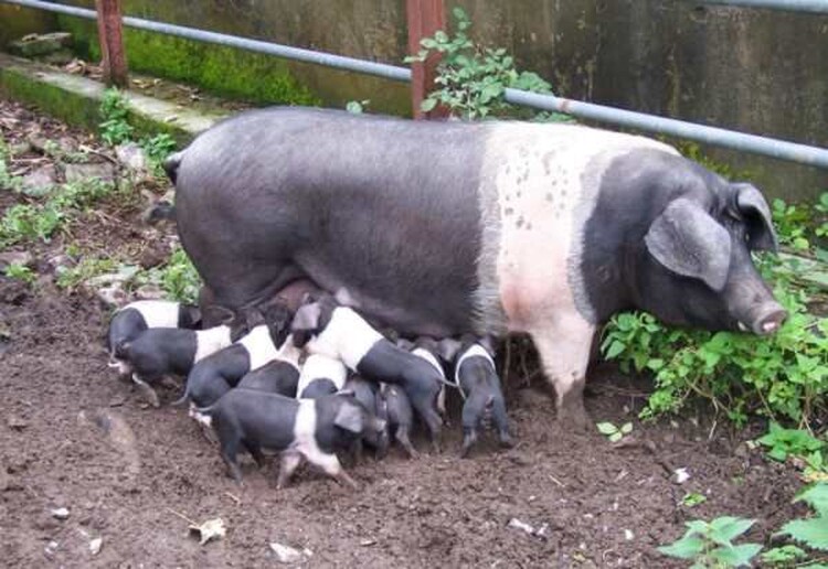 <em>Hír szerkesztése</em> Ingyen malacok a mangalica- és a báznai-tenyésztőknek