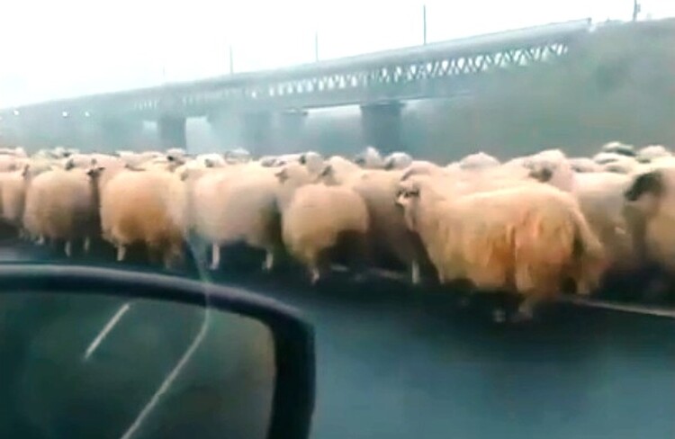 <em>Hír szerkesztése</em> Autópályahídon terelte nyáját egy konstancai pásztor [VIDEO]