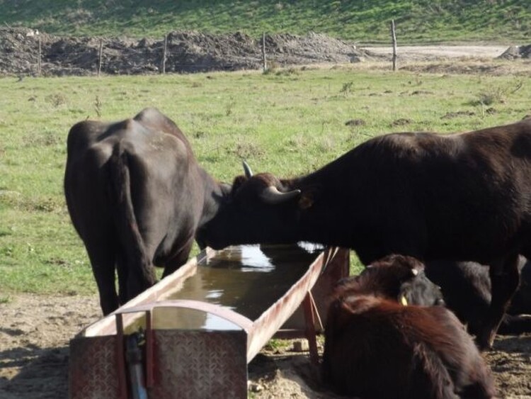 <em>Hír szerkesztése</em> Pécskán kezdődik az Arad megyei gasztrokörút [AUDIÓ]