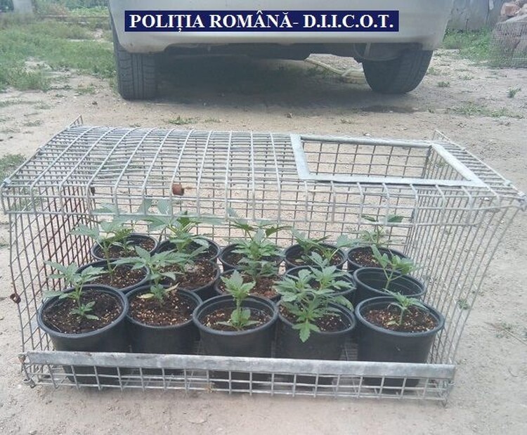 <em>Hír szerkesztése</em> Vadkendert ültettek Tornován