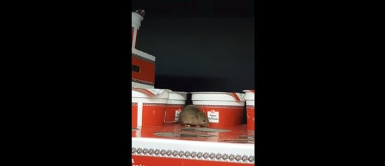 <em>Hír szerkesztése</em> Egeret filmezett egy vevő a Kauflandban [VIDEÓ]