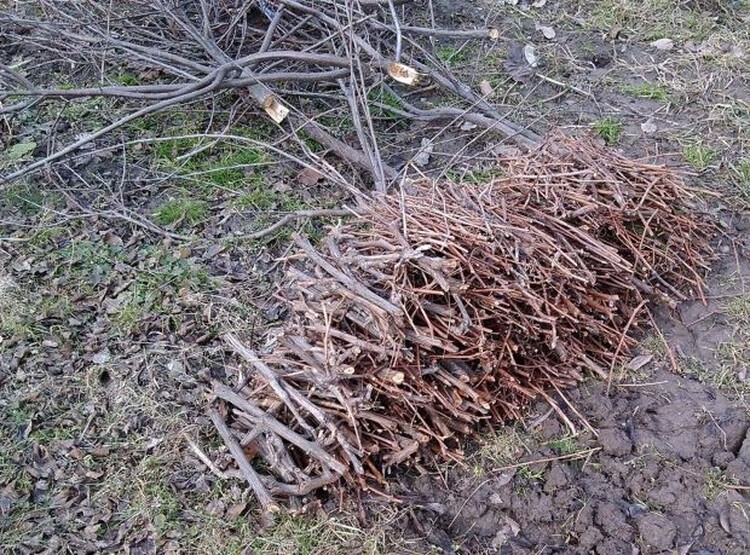 <em>Hír szerkesztése</em> Begyűjtik a metszésből származó gallyakat, ágakat Pécskán