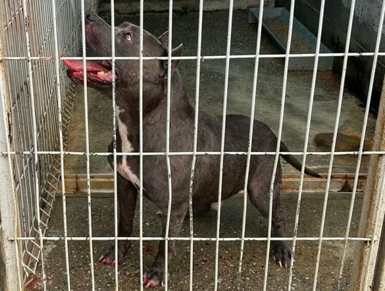 A rendőrség által közreadott felvétel a ketrecbe zárt támadó kutyáról