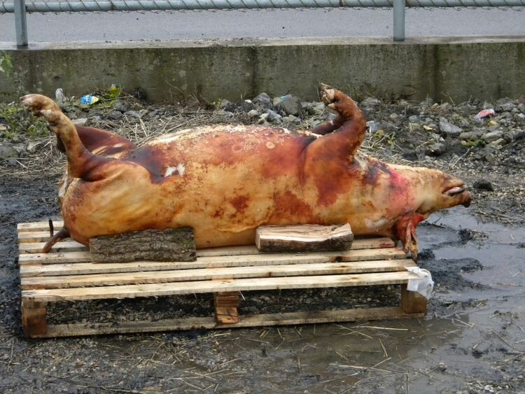 Saját használatra és eladásra is vágható disznó | Archív felvétel