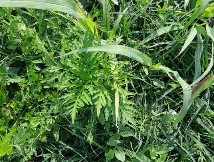 Burjánzó parlagfű | A helyi rendőrség által közreadott fotó