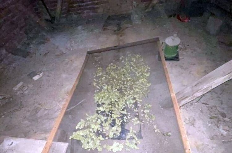 <em>Hír szerkesztése</em> „Betakarítás” közben kapták el a cannabistermesztőket