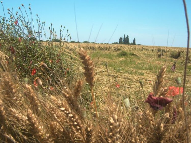<em>Hír szerkesztése</em> Tehetetlenek a gazdák a vadkárokkal szemben [AUDIÓ]