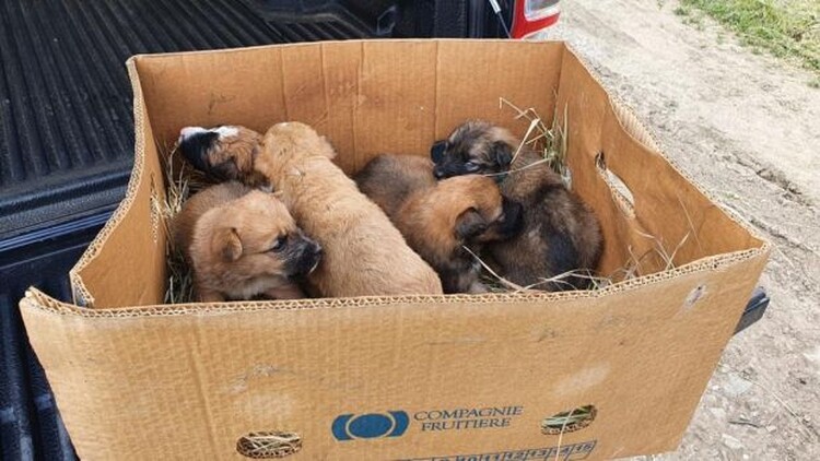 <em>Hír szerkesztése</em> Kiskutyákat mentett meg az állatrendőrség
