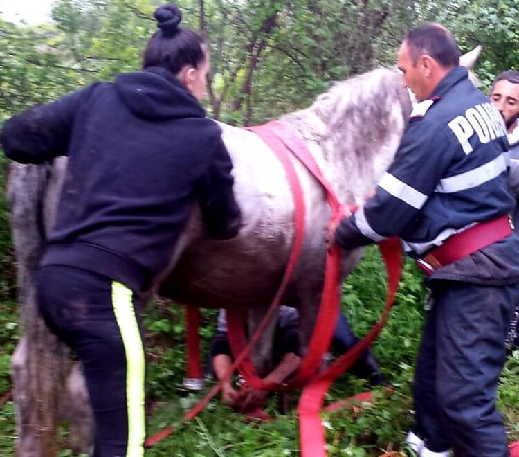 <em>Hír szerkesztése</em> Kútba esett lovat mentettek ki a tűzoltók