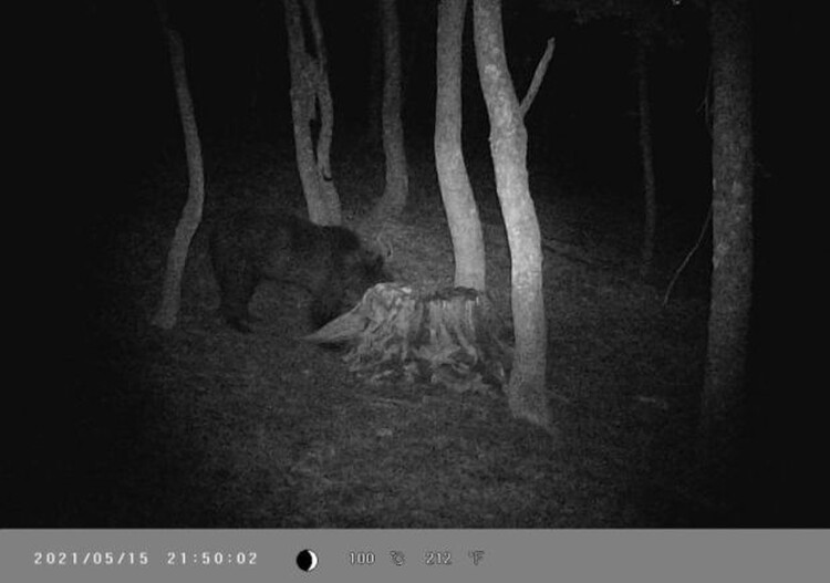 <em>Hír szerkesztése</em> Medve garázdálkodik Bélhagymáson