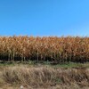 kukorica